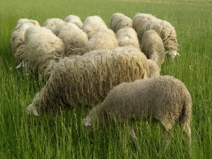 sheeps-group-1494240-1280x960
