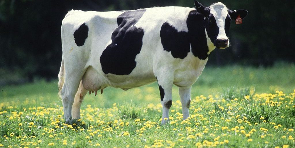 1024px-Dairy_cow