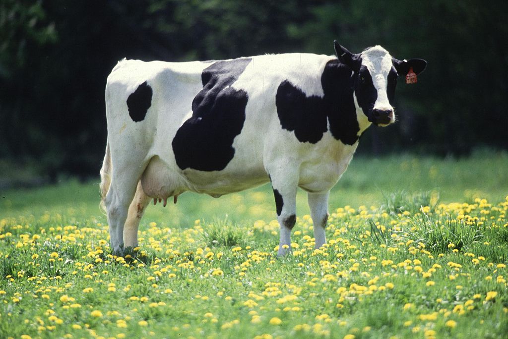 1024px-Dairy_cow