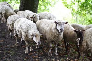 ovce v háji