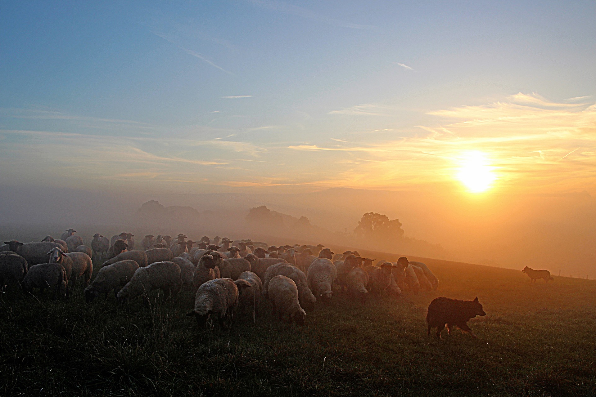 ovce stádo súmrak